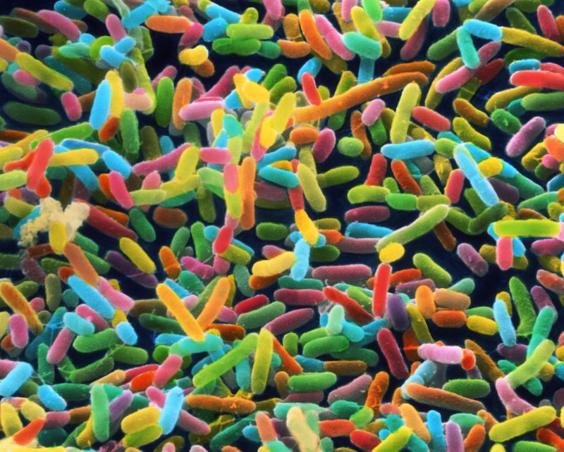 Image result for microbiome