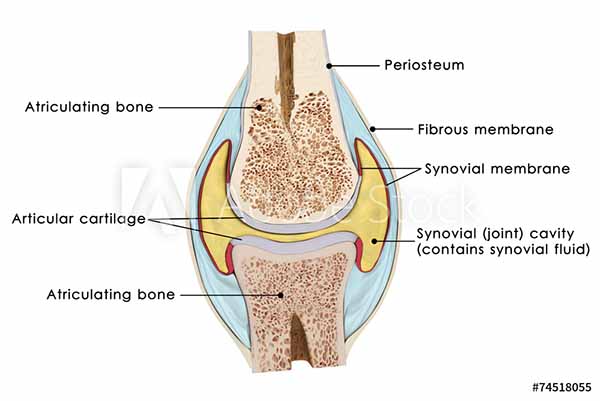 knee joint anatomy 600 x 401