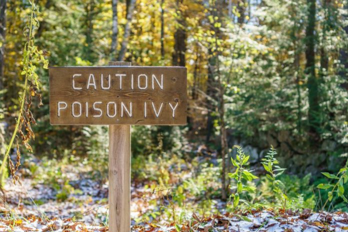 Poison Ivy: How to Treat that Itchy Rash