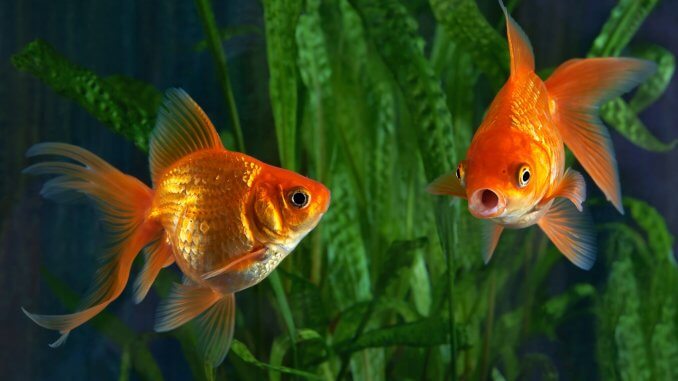 fish-loneliness goldfish