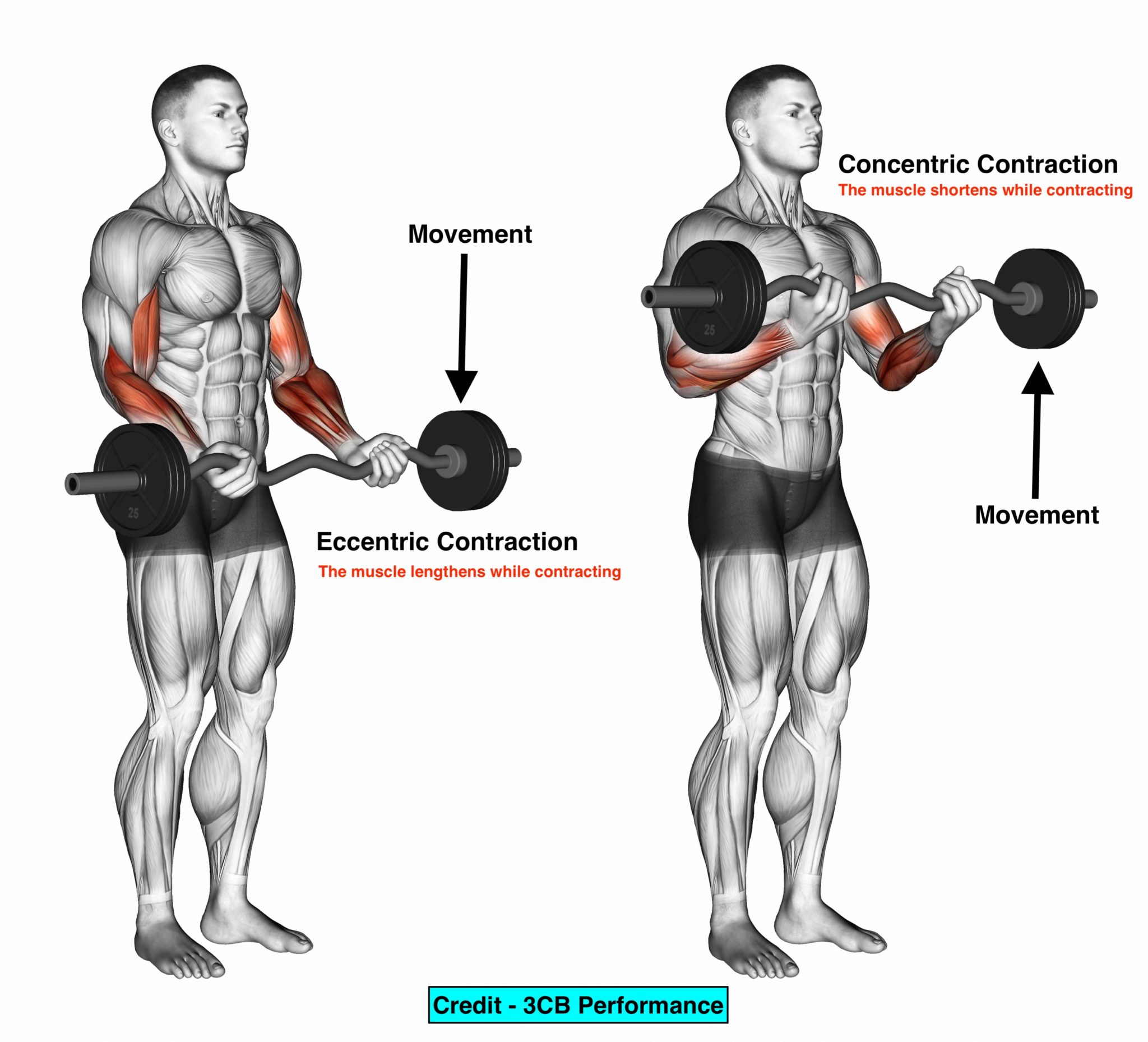 EZ Bar Curls. Exercising for bodybuilding Target muscles are marked in red. Initial and final steps. 3D illustration 2048 x 1858