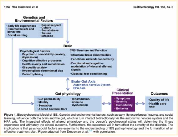 Biopsychosocial Model of IBS 569 x 437