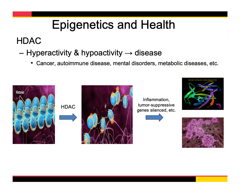 epigenetics and health slice 974 x 752