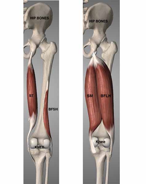 Graphic showing the 4 muscles that make up the hamstrings 474 x 600