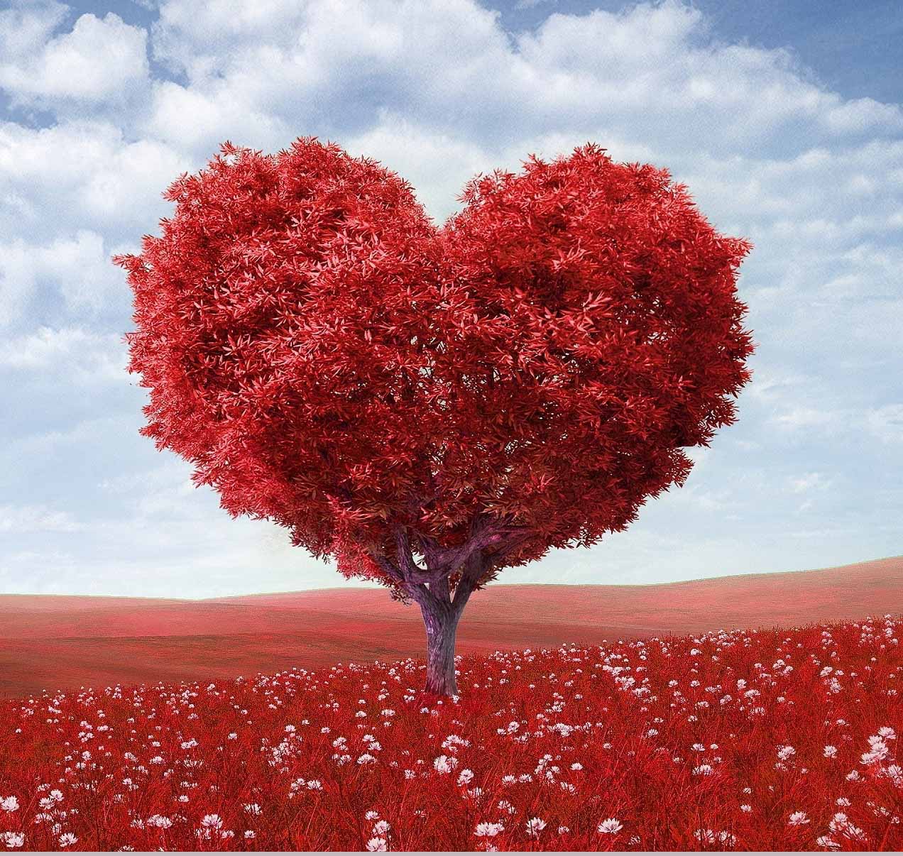Red heart shaped tree in red field 1272 x 1206