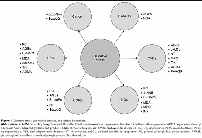 Graphic of relationship oxidative stress to chronic illness 650 x 443)