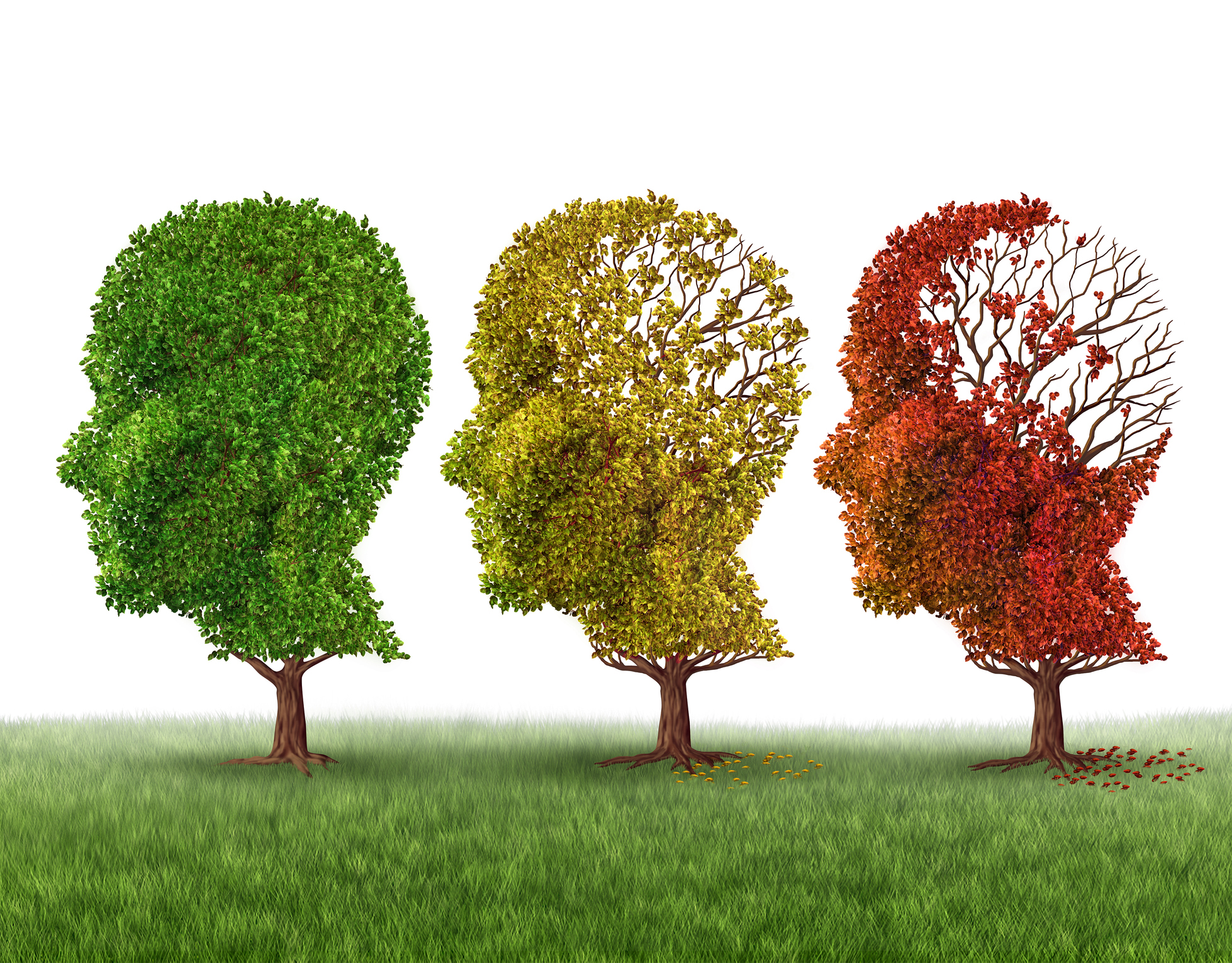 Memory loss and brain aging due to dementia and alzheimer's disease as a medical icon of a group of color changing autumn fall trees shaped as a human head losing leaves as intelligence function on a white background.1958 x 1531