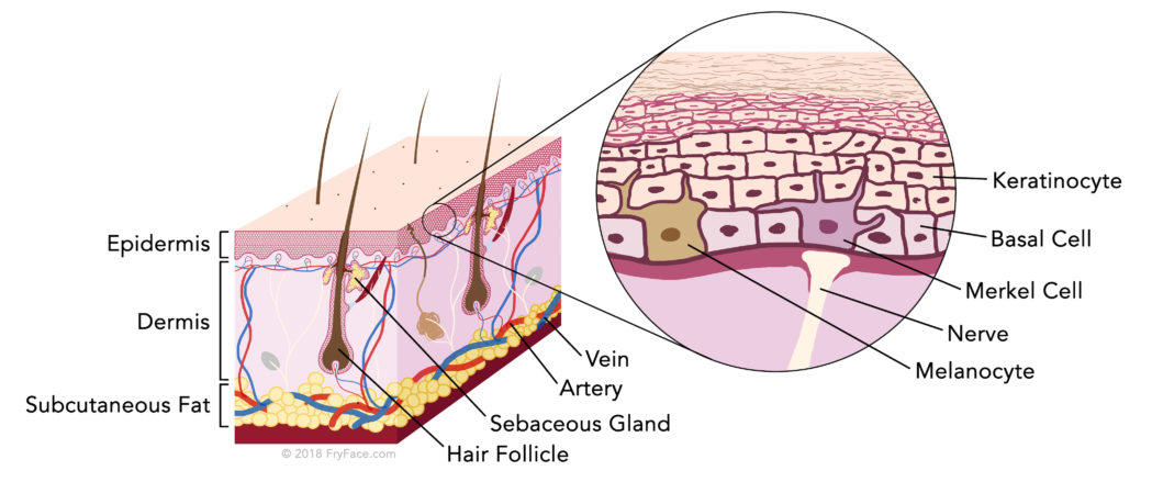 skin cancer skin layers
