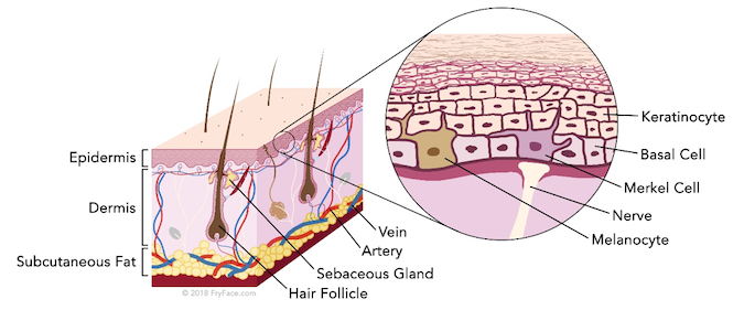 graphic showing skin anatomy 675 x 281